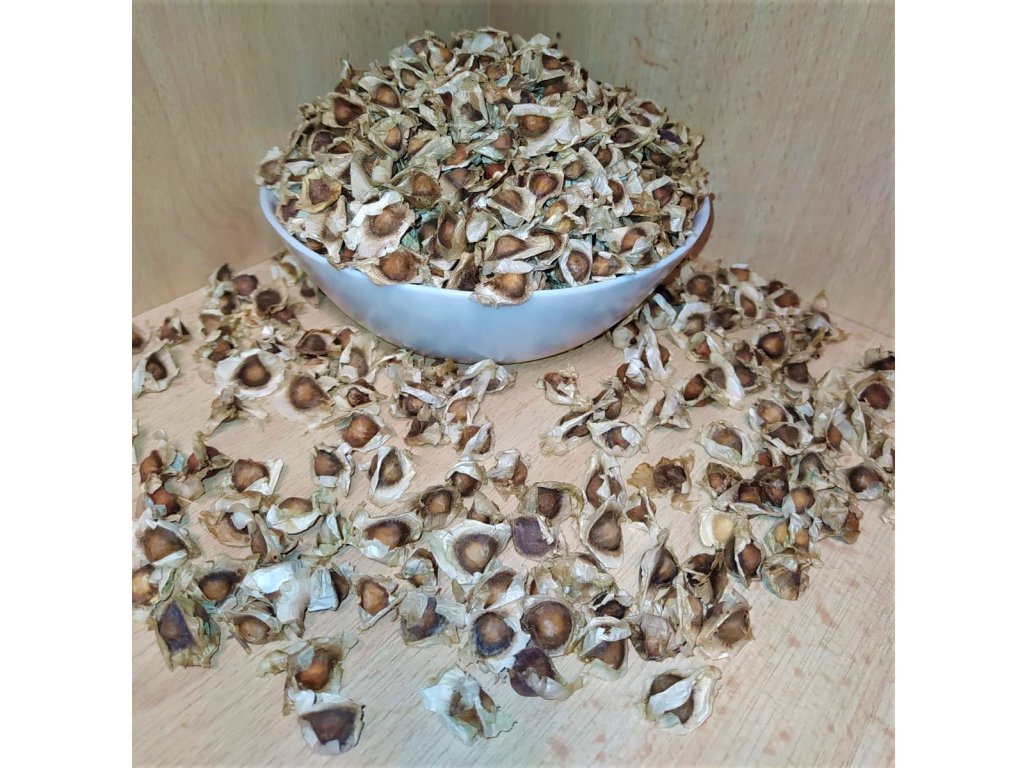 Moringa Olejodárná - semena